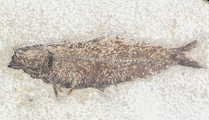Bargain Knightia Fossil Fish - Wyoming #20827